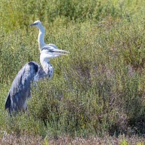 Heron