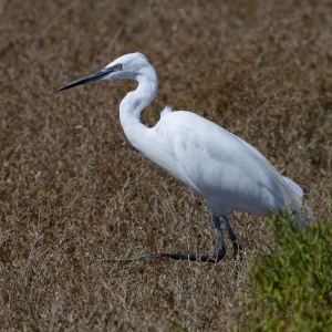 Egret