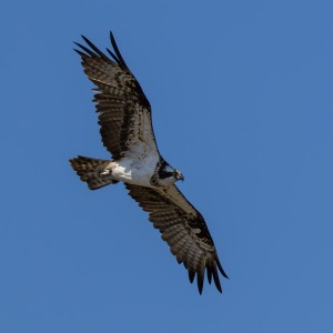 Osprey