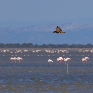 Osprey and Flamingo