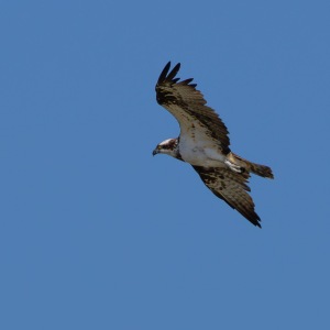 Osprey