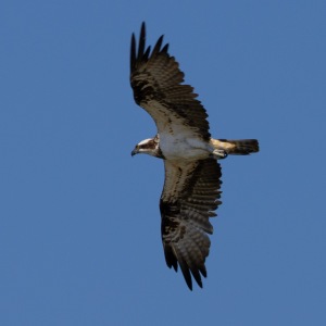 Osprey