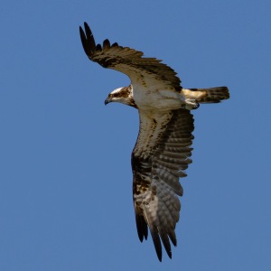 Osprey