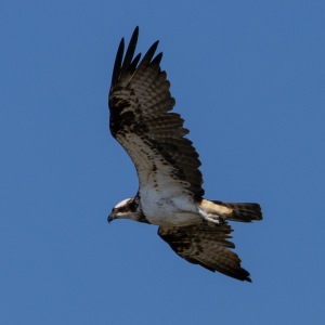 Osprey