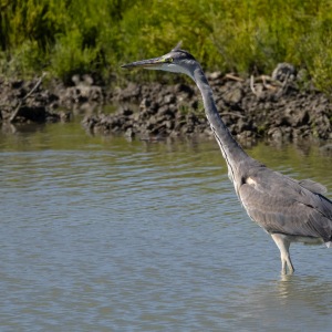 Heron