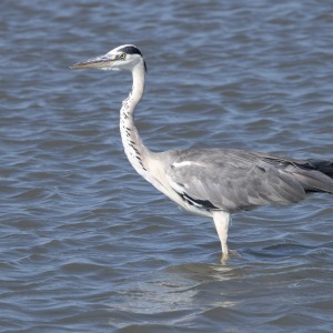 Heron