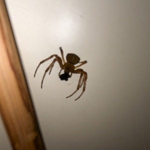 Spider in the loo