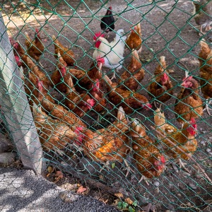 Chickens on the Isere