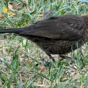 Campsite blackbird