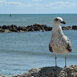 Saintes-Maries-de-La-Mer