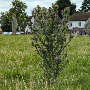 Aveebury