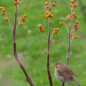 Winterbourne House & Garden