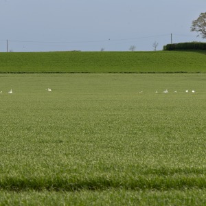 Norfolk - Martham