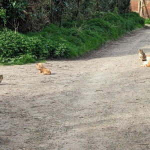 Norfolk - Martham