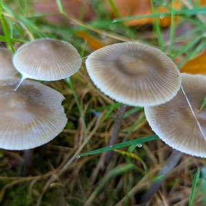 Dancersend Nature Reserve