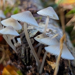 Dancersend Nature Reserve