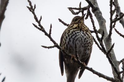 One Hundred House - Thrush