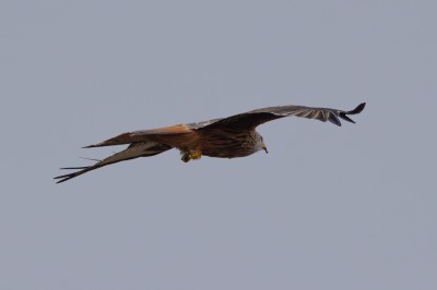 One Hundred House - Red Kite