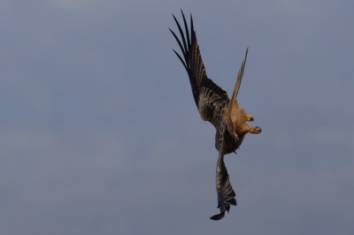 One Hundred House - Red Kite