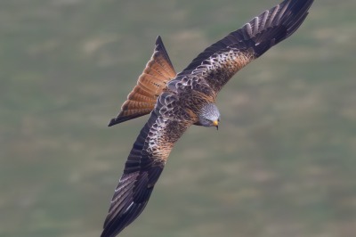 One Hundred House - Red Kite