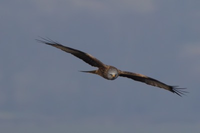 One Hundred House - Red Kite