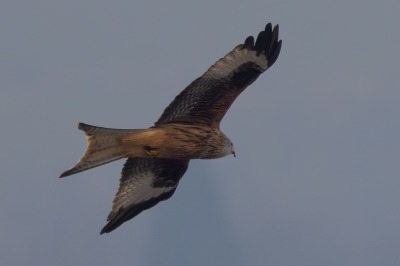 One Hundred House - Red Kite