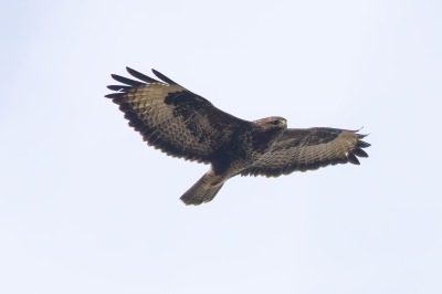 One Hundred House - Buzzard