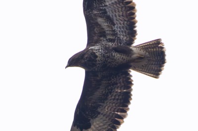 One Hundred House - Buzzard