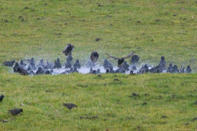 Starlings on the field