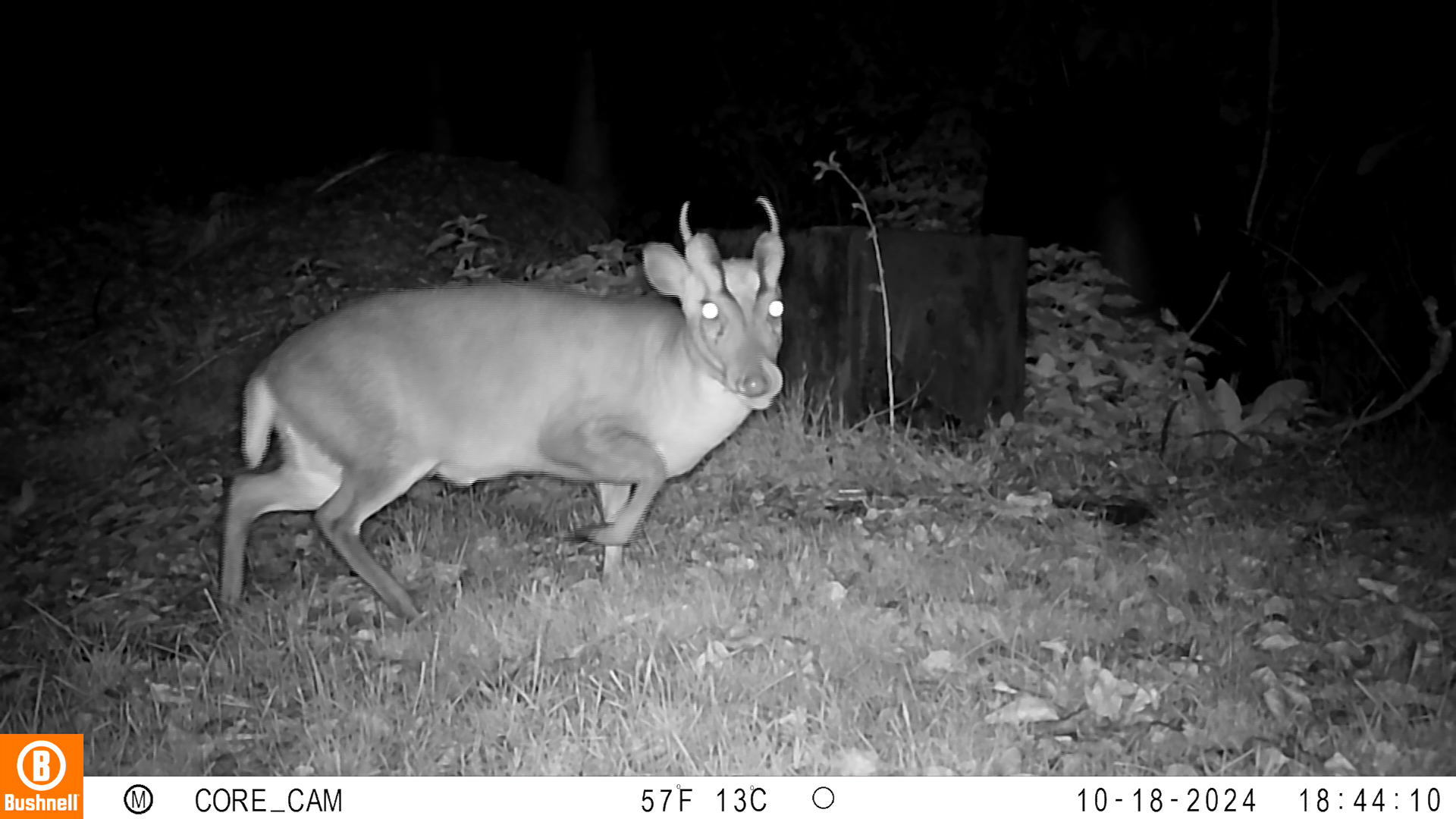 Muntjac