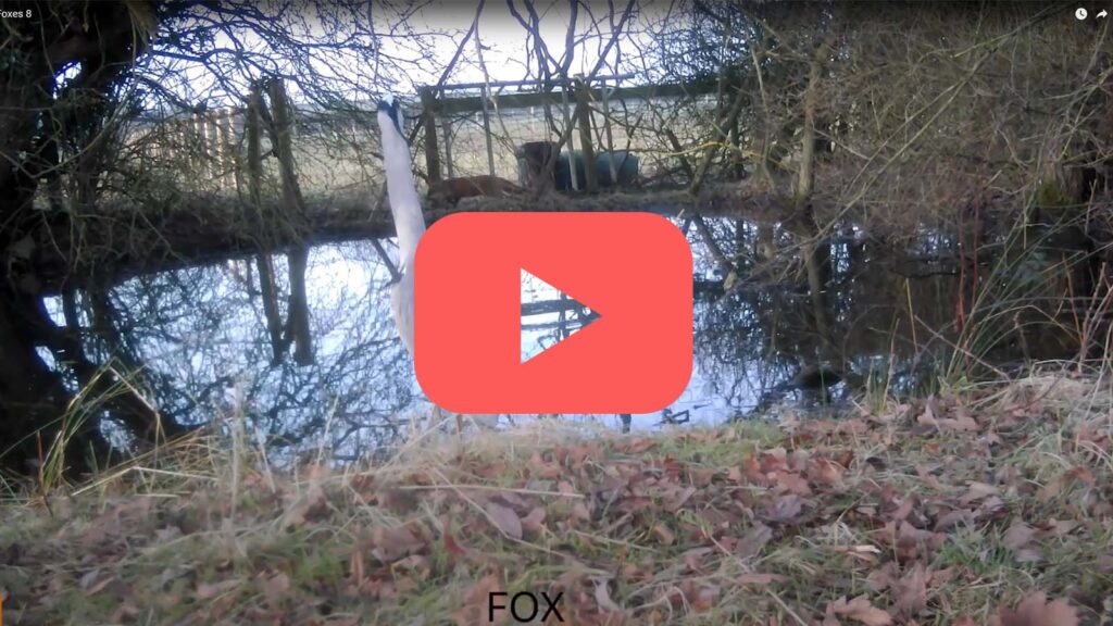 Looking for Foxes