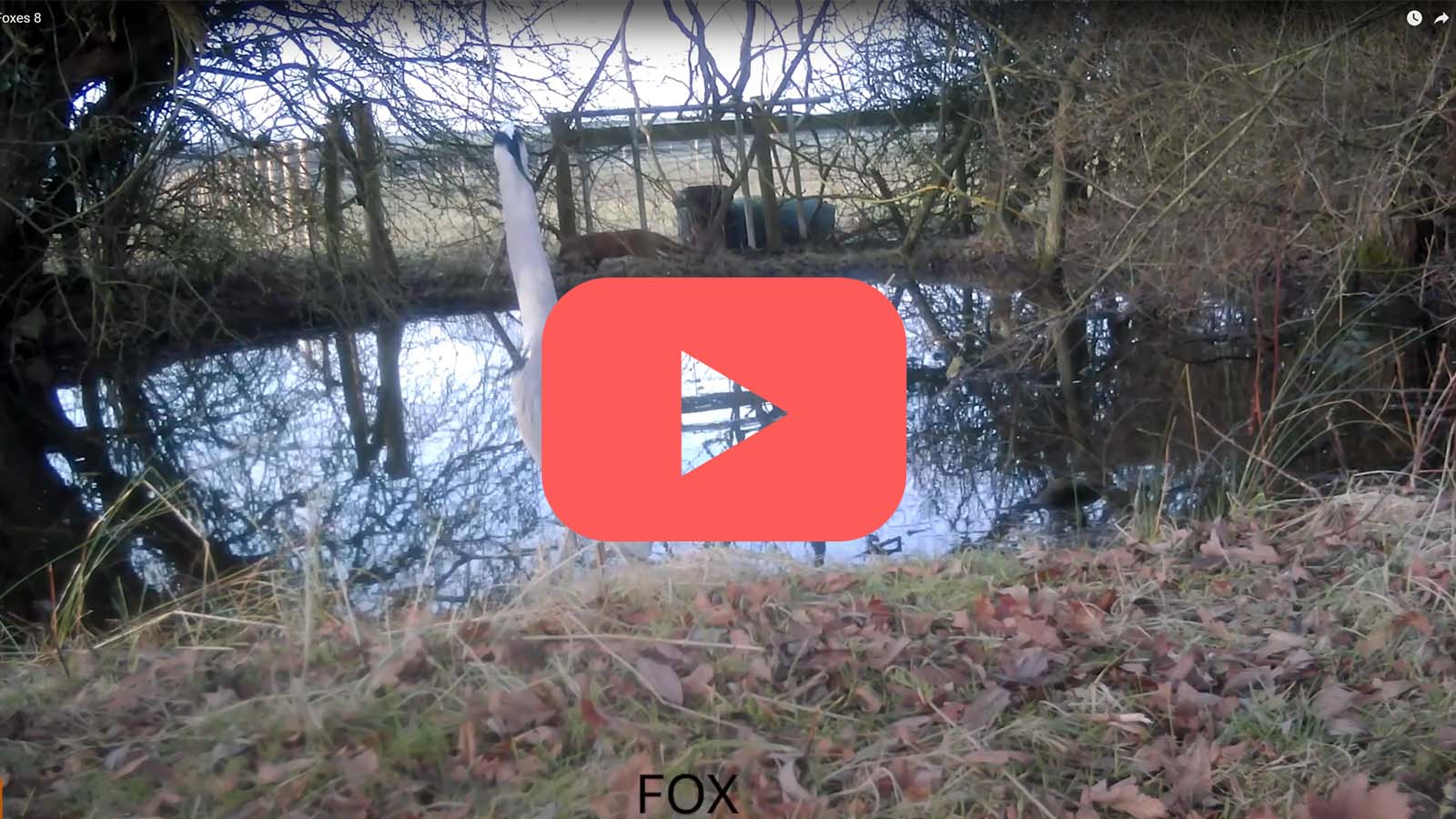 Looking for Foxes 9